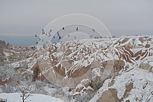 Pigeons flying in Pigeon Vally of Cappadocia, Turkey