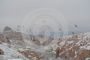 Pigeons flying in Pigeon Vally of Cappadocia, Turkey