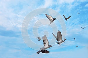 Pigeons flying in the sky