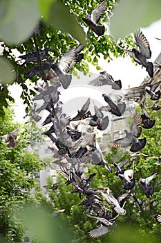 Pigeons flying from a wire
