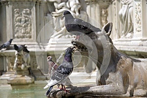 Pigeons on the Fonte Gaia fountain, Siena (Italy)