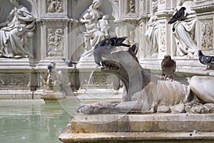 Pigeons on the Fonte Gaia fountain, Siena (Italy)