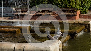 Pigeons at the fountains