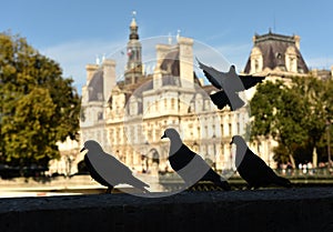 Pigeons in front of the HÃ´tel de Ville City Hall in Paris, France