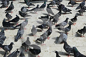 Pigeons in the garden of Eyup Sultan Mosque, Istanbul