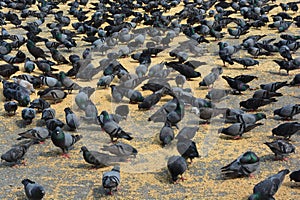 Pigeons at Gateway of India Mumbai