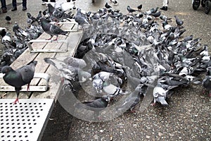 Pigeons gathering around downtown bench