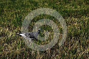 Pigeons in the green grass during sunny summer day.