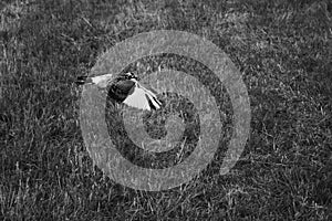 Pigeons in the green grass during sunny summer day.