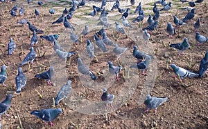 Pigeons on the ground