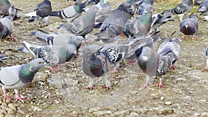 Pigeons on Ground Outdoor Garden