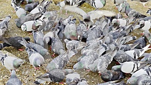 Pigeons on Ground Outdoor Garden