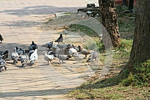 Pigeons groups in the park