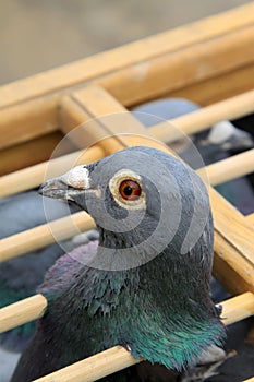 Pigeons head features in a cage