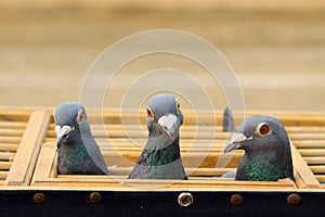 Pigeons head features in a cage