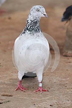 Pigeons of highflyer breed