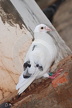 Pigeons of homer racing breed