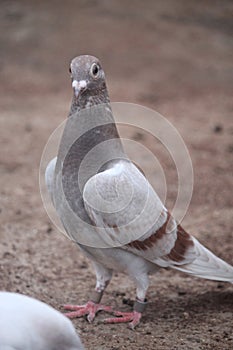 Pigeons of homer racing breed