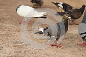 Pigeons of homer racing breed