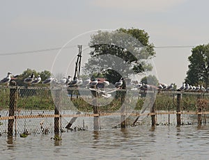 Pigeons Inle Lake floating house Pigeons