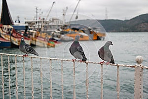 Pigeons on irons in istanbul turkey