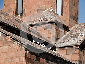 pigeons on a khor virap monastery wall