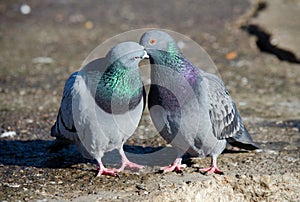 Pigeons kissing