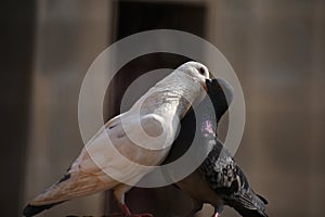 Pigeons kissing and showing their love.