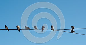Pigeons in Line