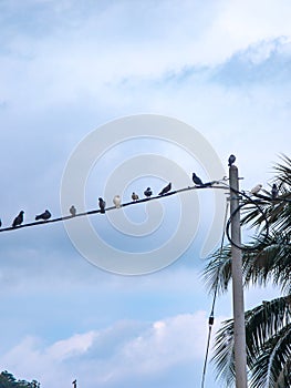 Pigeons line a wire.