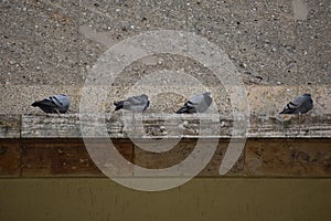 Pigeons lined up at old abandoned Tempelhofer Feld in Tempelhof Berlin Germany