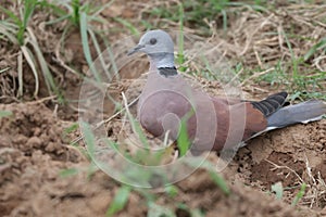 Pigeons live in open environments,