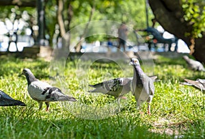 Pigeons looking for food on green grass