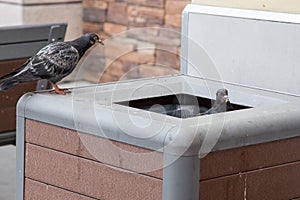 Pigeons looking for food in Los Angeles cafe