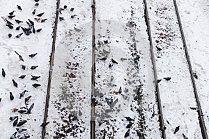 Pigeons looking for food on the tracks at the Canadian Pacific Winnipeg Rail Yard