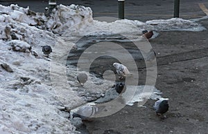 Pigeons looking for food in winter