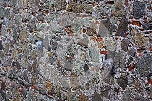 Pigeons in the loopholes of a stone wall in an ancient fortress in Savona, Italy