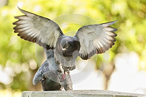 Pigeons in love