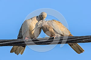 Pigeons in love game