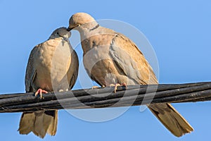 Pigeons in love game