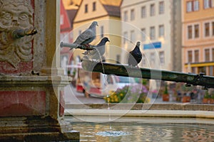 Pigeons on the Market Square Fountain Rothenburg ob der Tauber Germany