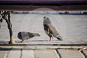 Pigeons mating ritual