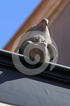 Pigeons mating