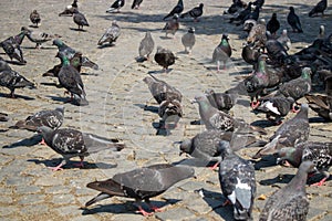 Pigeons moving on the gound.