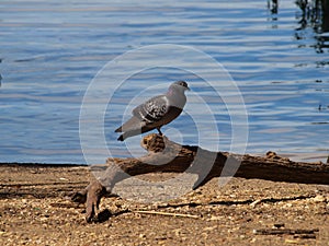 A Pigeons Naps in sunshine at A Lake