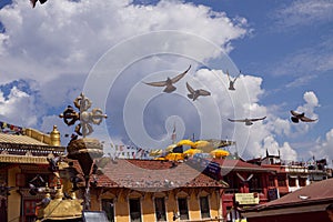 Pigeons near Boudhnath largest buddhist stupa in Kathamndu Nepal