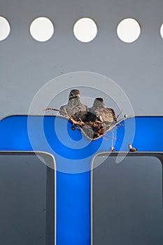 Pigeons Nesting on a Sign