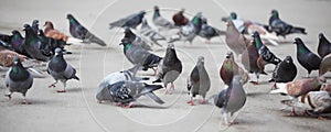 Pigeons