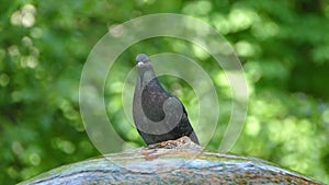 Pigeons in the park fly and drink water from the fountain. Beautiful gray doves.