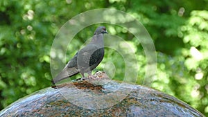 Pigeons in the park fly and drink water from the fountain. Beautiful gray doves.